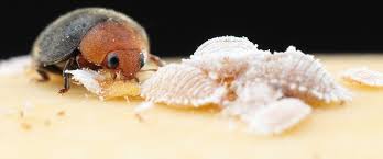 Image result for Cryptolaemus