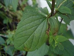 Attēlu rezultāti vaicājumam “Scrophularia nodosa”