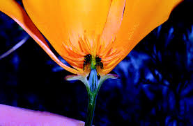 Attēlu rezultāti vaicājumam “Eschscholzia californica”