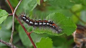 Attēlu rezultāti vaicājumam “Euproctis similis larva”