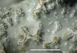 Attēlu rezultāti vaicājumam “Parmelia sulcata”