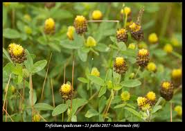 Attēlu rezultāti vaicājumam “Trifolium spadiceum flower”