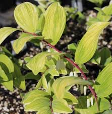 Attēlu rezultāti vaicājumam “Polygonatum odoratum flower”