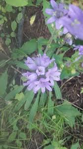 Attēlu rezultāti vaicājumam “Campanula cervicaria”