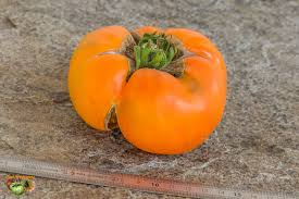 Afbeeldingsresultaat voor belarus orange tomato