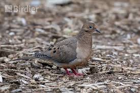 Image result for Zenaida macroura