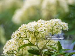 Attēlu rezultāti vaicājumam “Spiraea chamaedryfolia”