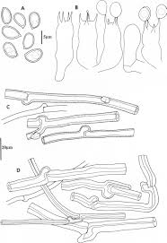 Attēlu rezultāti vaicājumam “Postia rennyi”