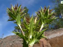 Attēlu rezultāti vaicājumam “Carlina biebersteinii leaf”