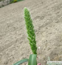 Attēlu rezultāti vaicājumam “Setaria italica”