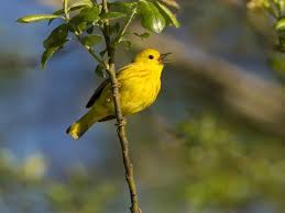 Image result for Dendroica petechia