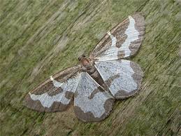 Attēlu rezultāti vaicājumam “Lomaspilis marginata”