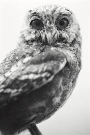 Attēlu rezultāti vaicājumam “Strigiformes”