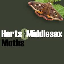 Attēlu rezultāti vaicājumam “Aethes margaritana”