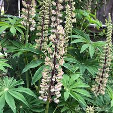 Image result for Lupinus polyphyllus Lindl.