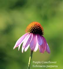 Attēlu rezultāti vaicājumam “Echinacea purpurea”