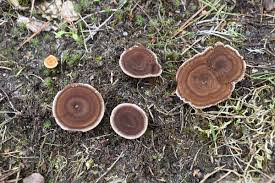 Attēlu rezultāti vaicājumam “Coltricia perennis”