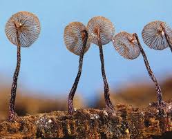 Attēlu rezultāti vaicājumam “Licea minima sessile”