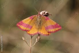 Attēlu rezultāti vaicājumam “Lythria cruentaria”