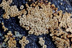 Attēlu rezultāti vaicājumam “Merismodes anomala”