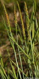 Attēlu rezultāti vaicājumam “Alopecurus aequalis”