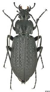Attēlu rezultāti vaicājumam “Carabus granulatus”