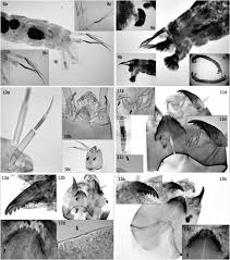 Attēlu rezultāti vaicājumam “Cricotopus male”
