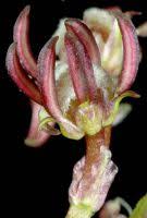 Attēlu rezultāti vaicājumam “Scheuchzeriaceae”