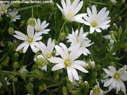 Attēlu rezultāti vaicājumam “Stellaria holostea”