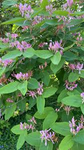 Attēlu rezultāti vaicājumam “Lonicera tatarica flower”