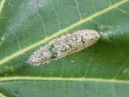 Attēlu rezultāti vaicājumam “Phyllonorycter platanoidella”