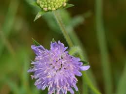 Attēlu rezultāti vaicājumam “Knautia arvensis leaf”
