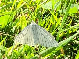 Attēlu rezultāti vaicājumam “Siona lineata”