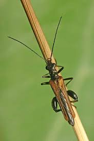 Attēlu rezultāti vaicājumam “Oedemera femorata”