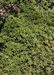 Attēlu rezultāti vaicājumam “Sphagnum angustifolium”