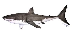 Image result for Carcharodon carcharias