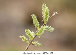 Attēlu rezultāti vaicājumam “Salix cinerea female flower”