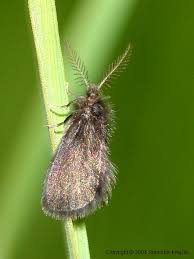 Attēlu rezultāti vaicājumam “Psychidae”