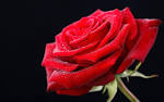 Red rose HD wallpaper on valentines day 2013 | I Love You-Quotes ...