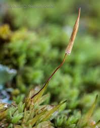 Attēlu rezultāti vaicājumam “Encalypta streptocarpa”