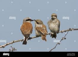 Attēlu rezultāti vaicājumam “Lanius collurio juvenile”