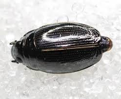 Attēlu rezultāti vaicājumam “Gyrinidae”