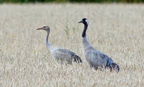 Attēlu rezultāti vaicājumam “Grus grus adult”