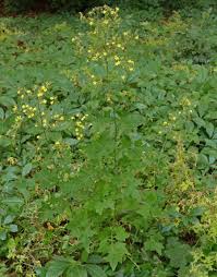 Attēlu rezultāti vaicājumam “Mycelis muralis”