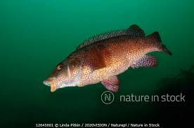 Image result for Labrus bergylta