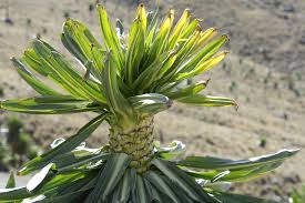 Image result for Lobelien