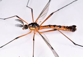 Attēlu rezultāti vaicājumam “Ctenicera pectinicornis male”