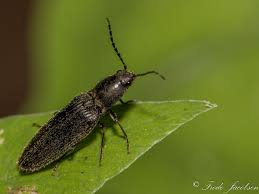 Attēlu rezultāti vaicājumam “Hemicrepidius sp.”