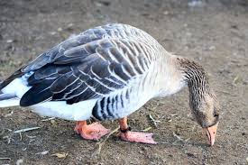 Attēlu rezultāti vaicājumam “Anser anser adult”