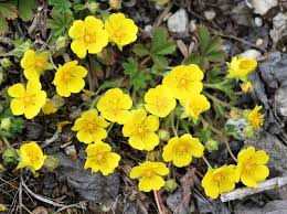 Attēlu rezultāti vaicājumam “Potentilla arenaria leaf”